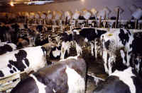 Cattle Exploitation - Veal - 05
