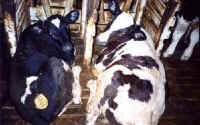 Cattle Exploitation - Veal - 06