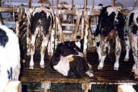 Cattle Exploitation - Veal - 07