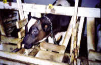 Cattle Exploitation - Veal - 08