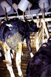 Cattle Exploitation - Veal - 10
