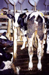 Cattle Exploitation - Veal - 11