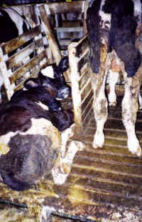Cattle Exploitation - Veal - 12