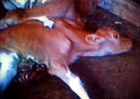 Cattle Exploitation - Veal - 13