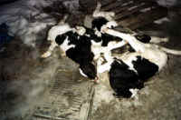 Cattle Exploitation - Veal - 14