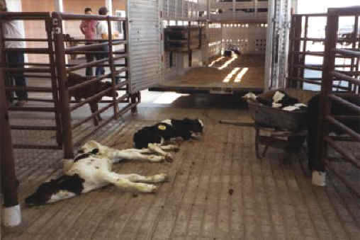 http://www.all-creatures.org/anex/cattle-veal-15.jpg