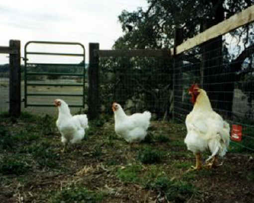 Chicken Exploitation - Wishful Thinking - 02