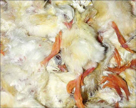 Chicken Exploitation - Baby - 05
