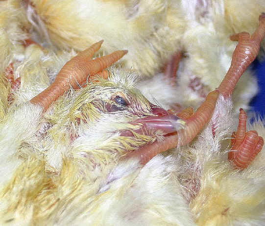 Chicken Exploitation - Baby - 08