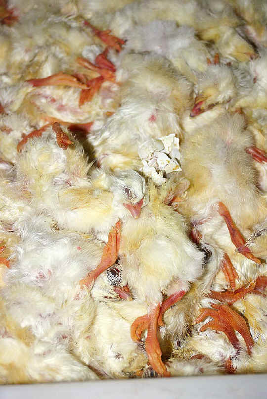 Chicken Exploitation - Baby - 09