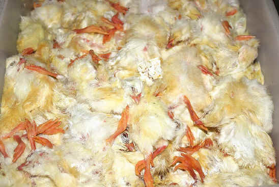 Chicken Exploitation - Baby - 10