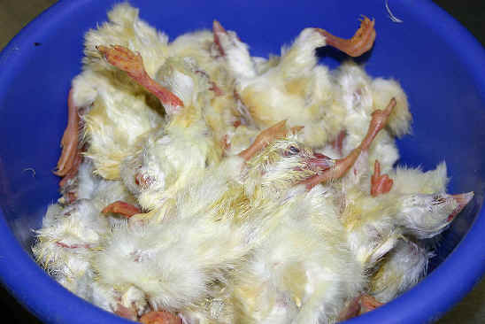 Chicken Exploitation - Baby - 11