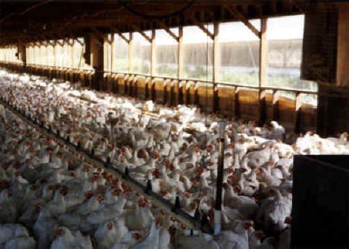 http://www.all-creatures.org/anex/chicken-broiler-01.jpg