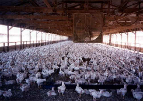 Chicken Exploitation - Broiler Meat Production - 02