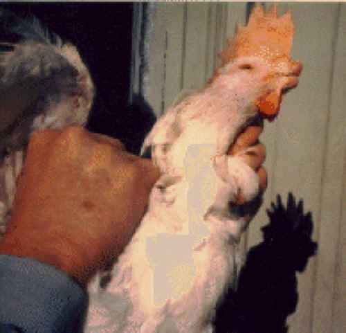 Chicken Exploitation - Debeaked - 02