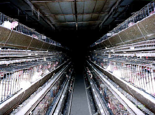 Chicken Exploitation - Egg Production - 09