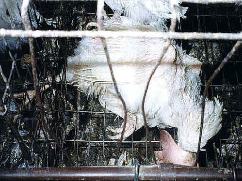 Chicken Exploitation - Egg Production - 14