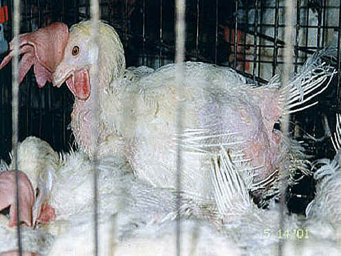 Chicken Exploitation - Egg Production - 21