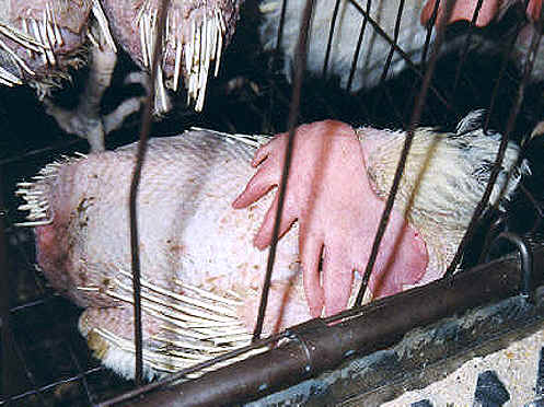 Chicken Exploitation - Egg Production - 27