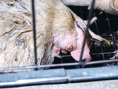 Chicken Exploitation - Egg Production - 28