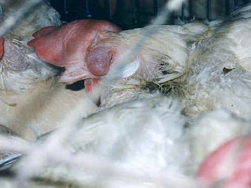 Chicken Exploitation - Egg Production - 29