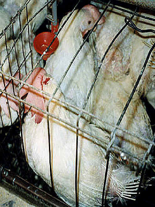 Chicken Exploitation - Egg Production - 31