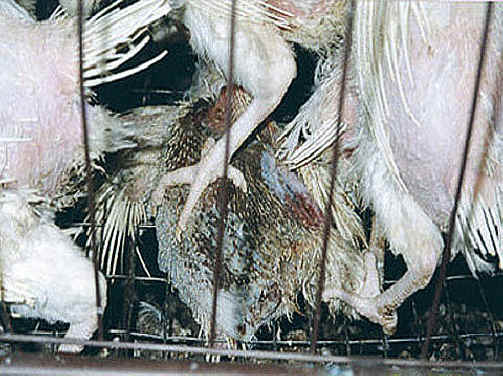 Chicken Exploitation - Egg Production - 32