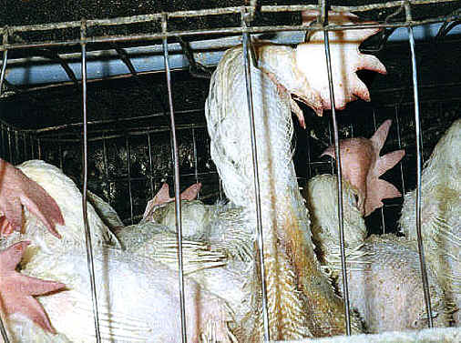 Chicken Exploitation - Egg Production - 37