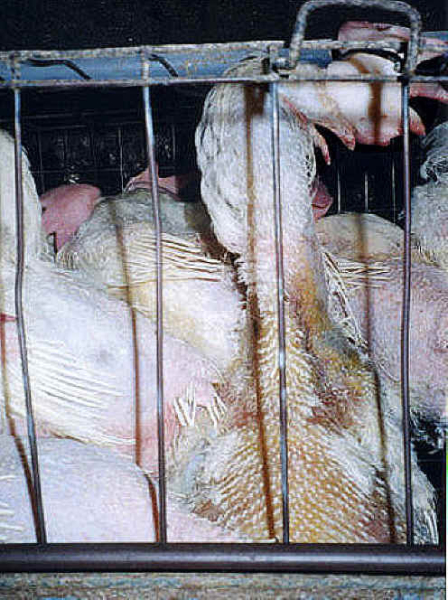 Chicken Exploitation - Egg Production - 38