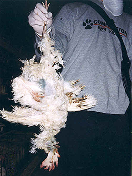 Chicken Exploitation - Egg Production - 39