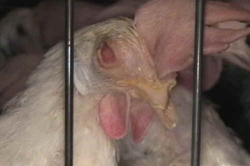 Chicken Exploitation - Egg Production - 40