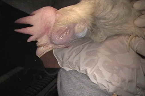 Chicken Exploitation - Egg Production - 42