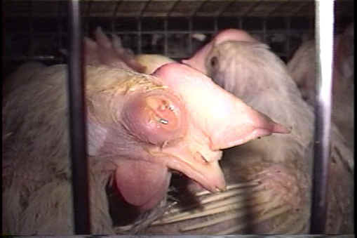 Chicken Exploitation - Egg Production - 43
