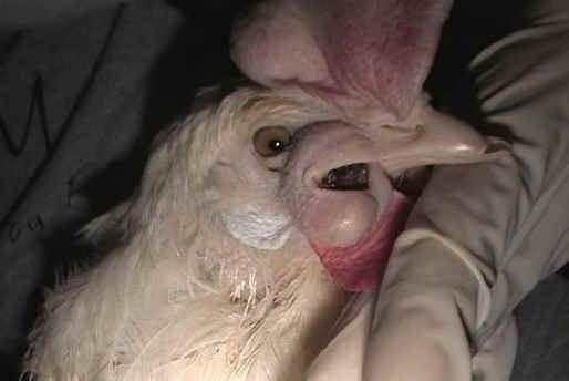 Chicken Exploitation - Egg Production - 45