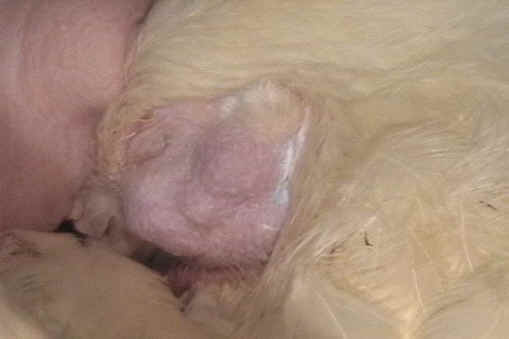 Chicken Exploitation - Egg Production - 47