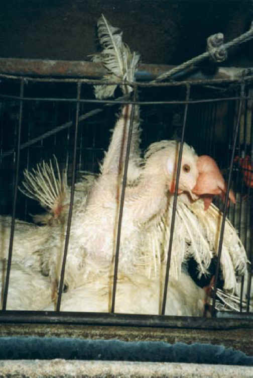 Chicken Exploitation - Egg Production - 48