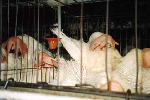 Chicken Exploitation - Egg Production - 49