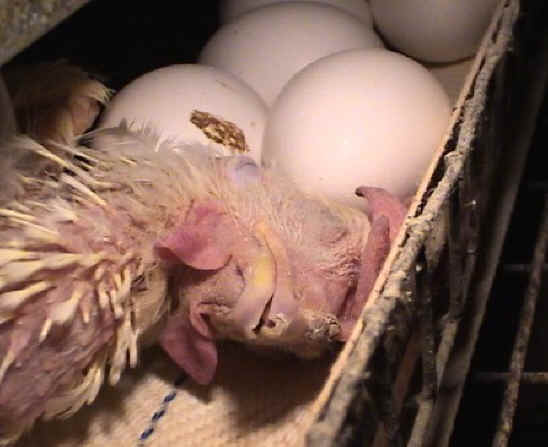 Chicken Exploitation - Egg Production - 52