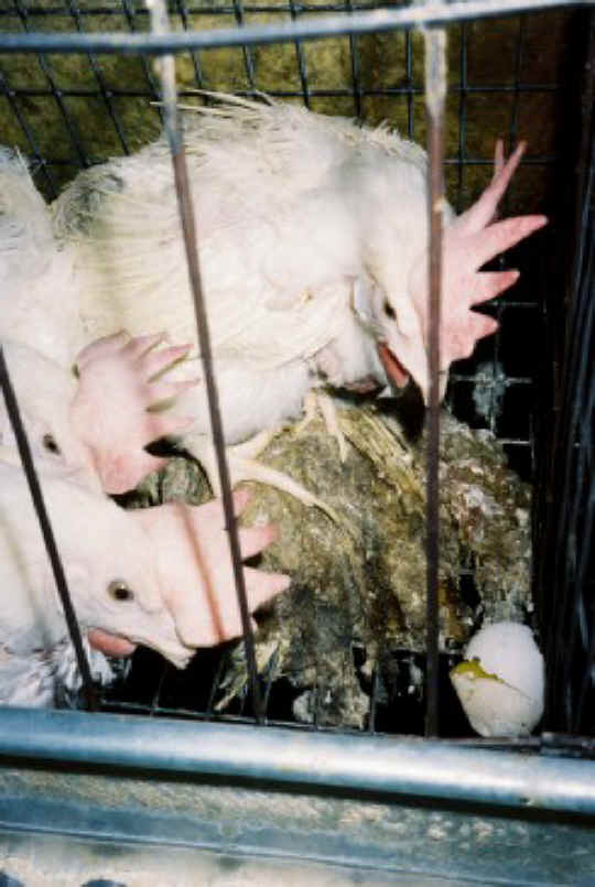 Chicken Exploitation - Egg Production - 53