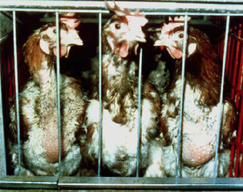 Chicken Exploitation - Forced Molting - 01