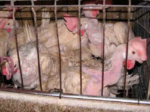 (Chicken Exploitation - Forced Molting - 03