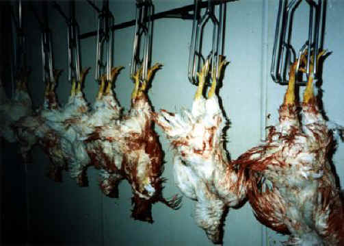 http://www.all-creatures.org/anex/chicken-slaughter-01.jpg