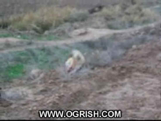 Dog Exploitation - Cruelty - 03