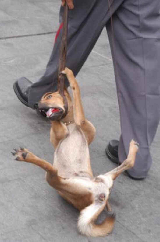 dog-cruelty-25.jpg