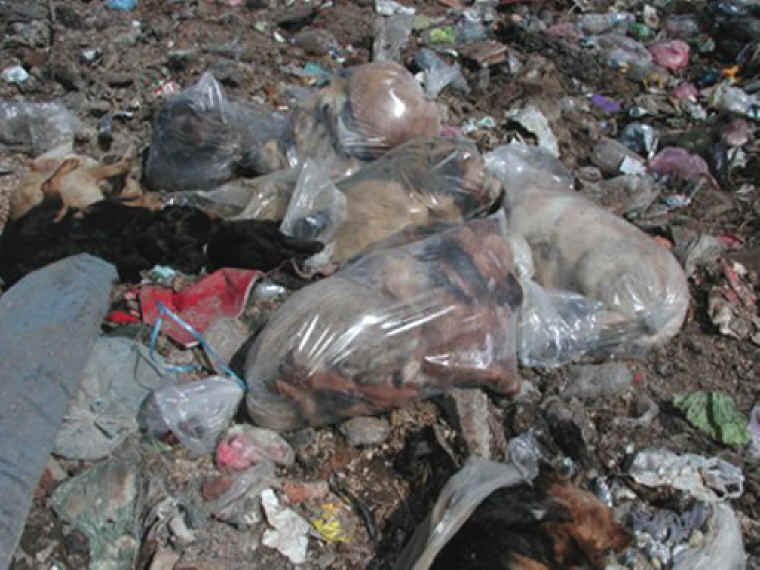 Dog Exploitation - Cruelty - 57