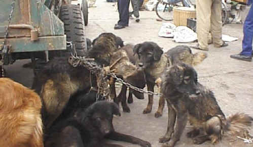 Asian Food Market on Dogs Awaiting Their Fate Outside Of A Chinese Dog Market