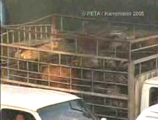 Dog Exploitation - Dog Fur - 13