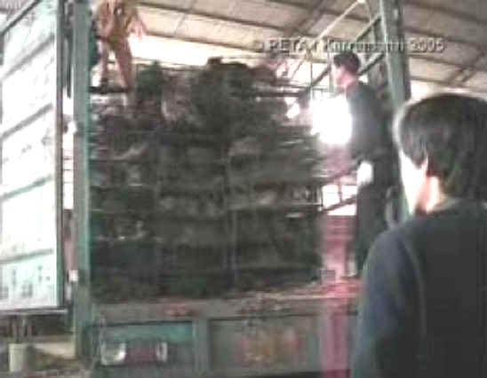 Dog Exploitation - Dog Fur - 17