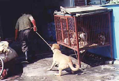 http://www.all-creatures.org/anex/dog-meat-18.jpg