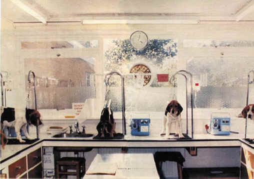 Dog Exploitation - Research - 15